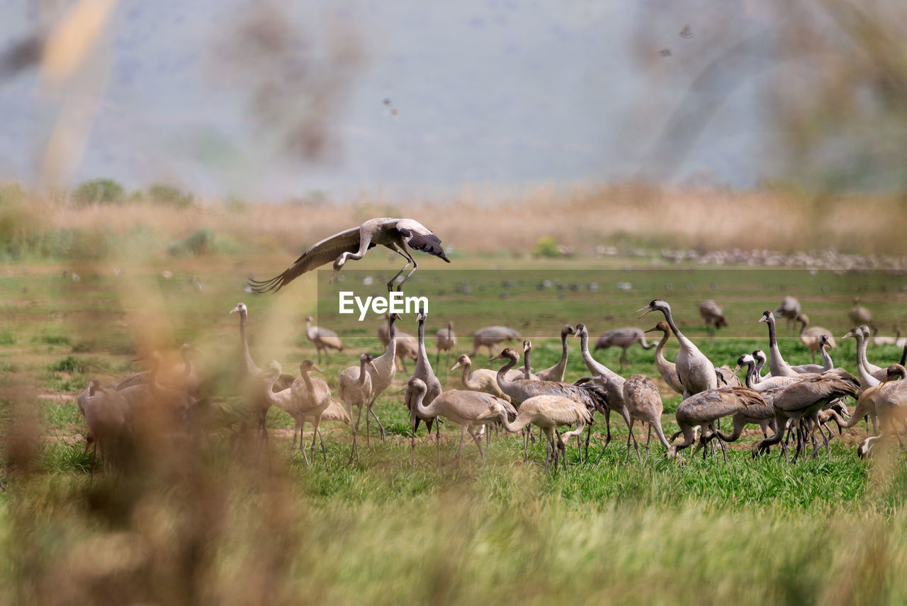 DUCKS ON FIELD AGAINST SKY