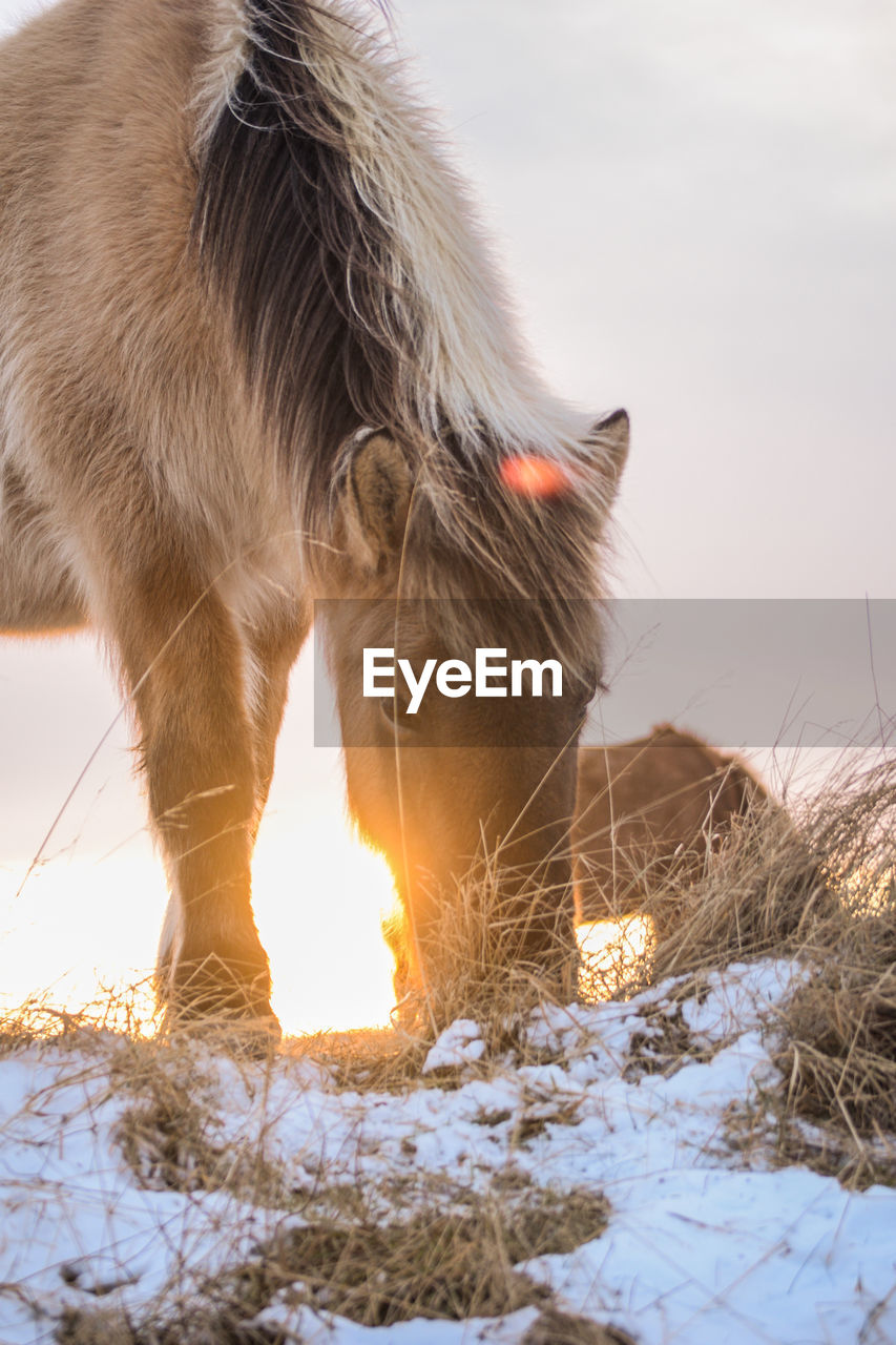 CLOSE-UP OF HORSE ON SNOW FIELD AGAINST SKY DURING WINTER