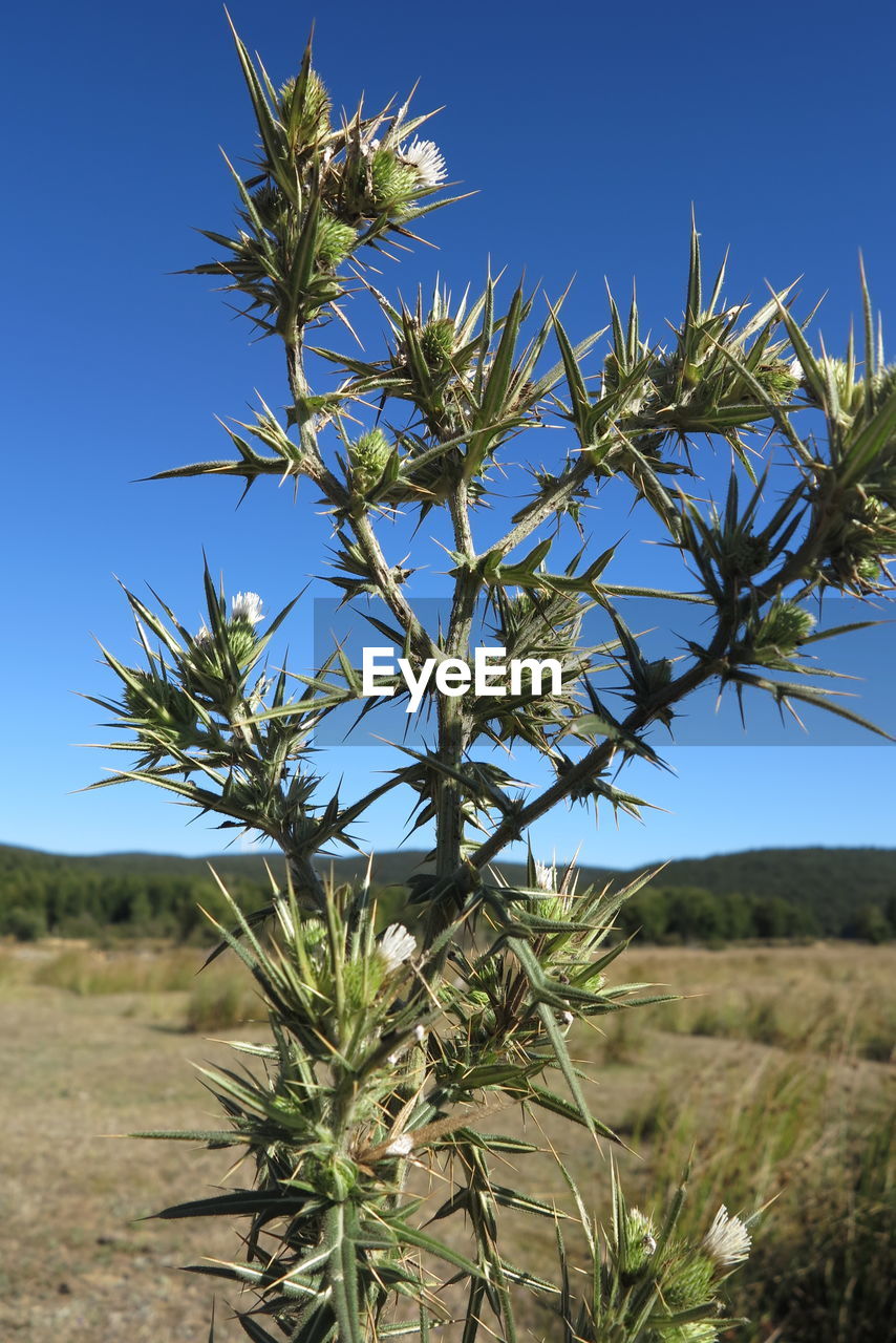 Plant on field against clear sky