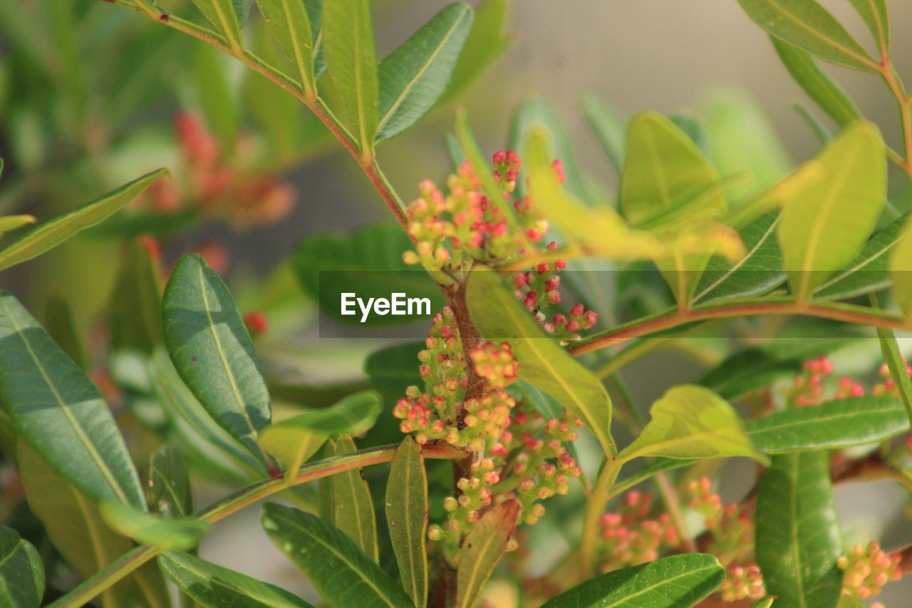 CLOSE-UP OF RED FLOWERING PLANTS