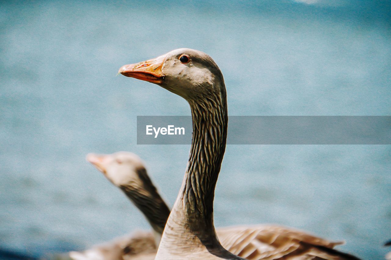 Close-up of a bird