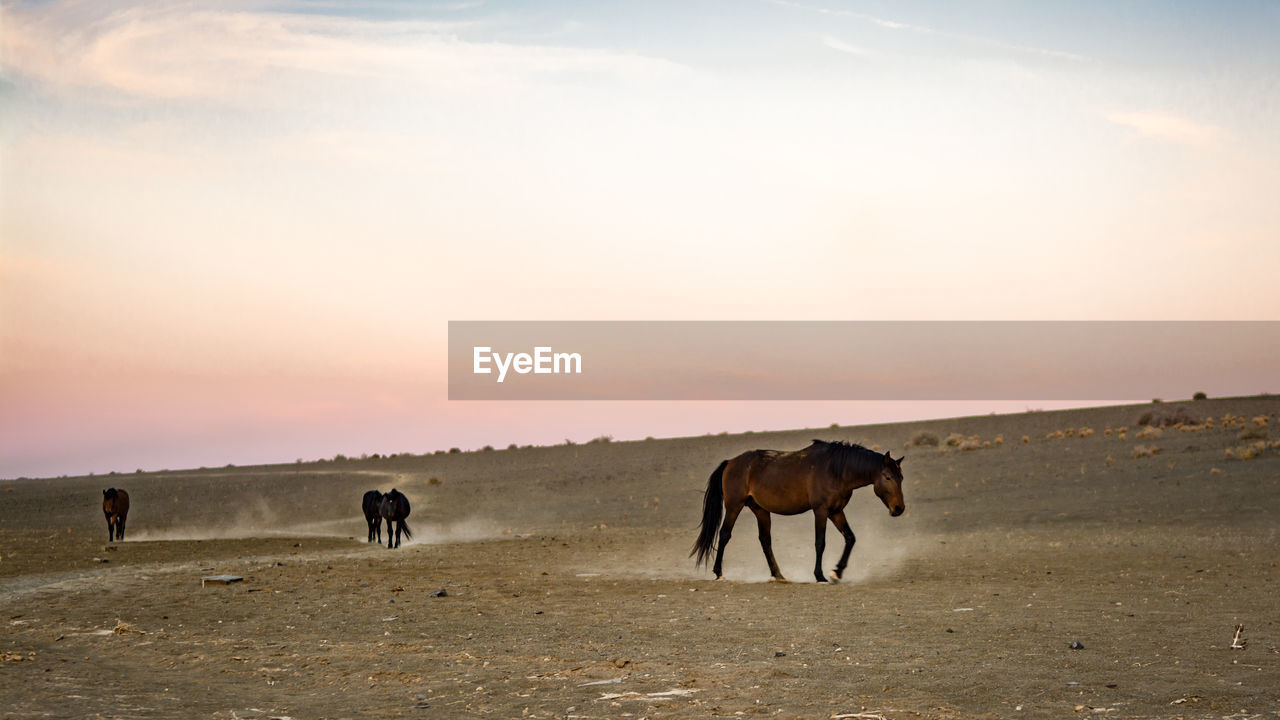 Horses on desert against sky during sunset