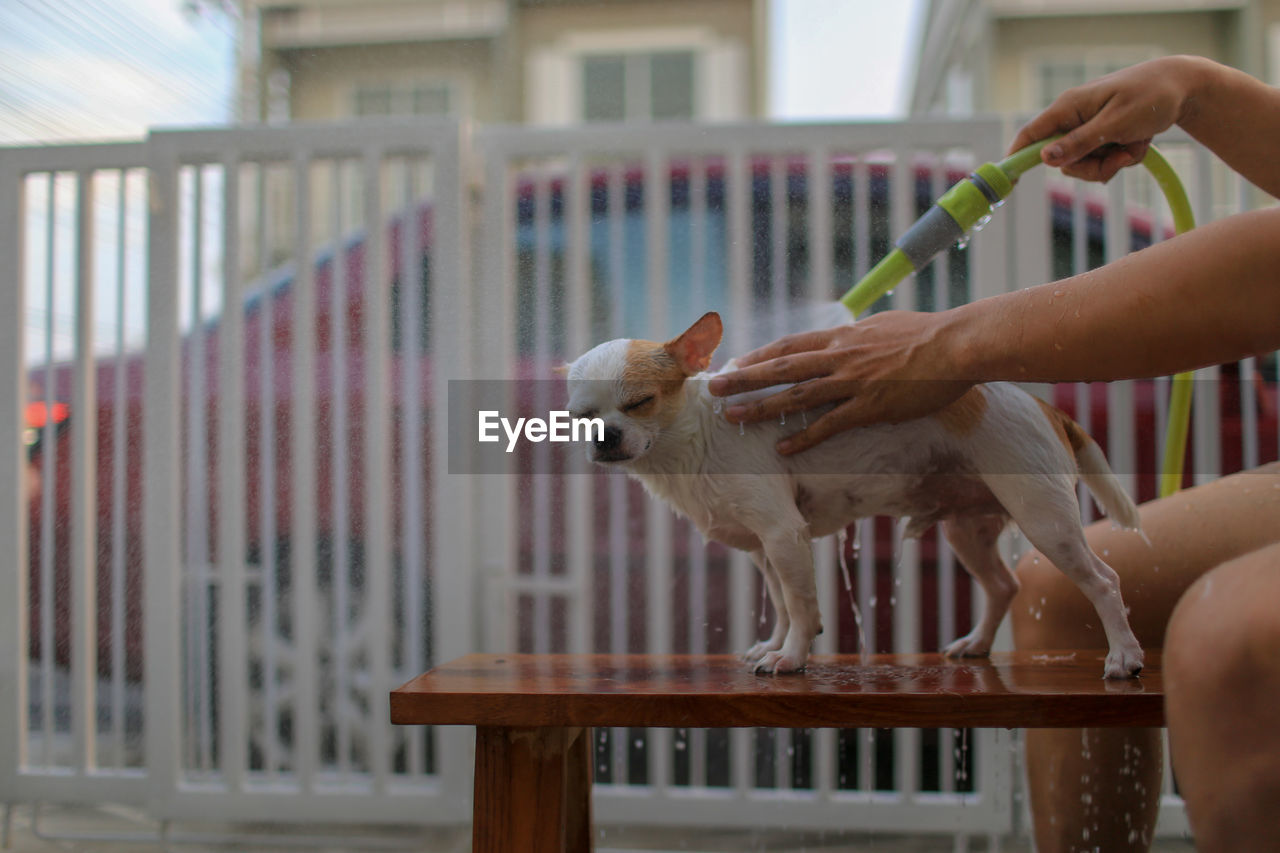 Midsection of person bathing dog while sitting on table