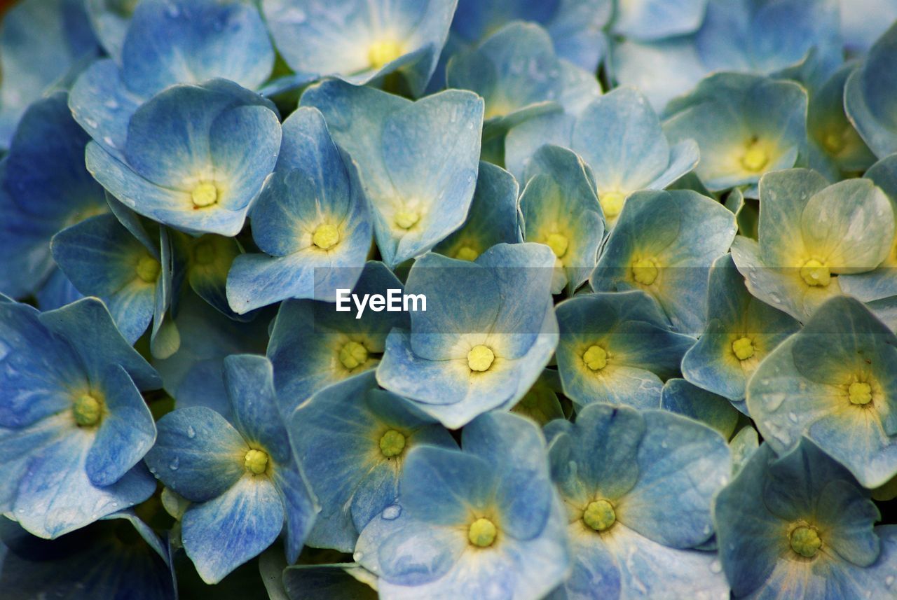 CLOSE-UP OF HYDRANGEA FLOWERS