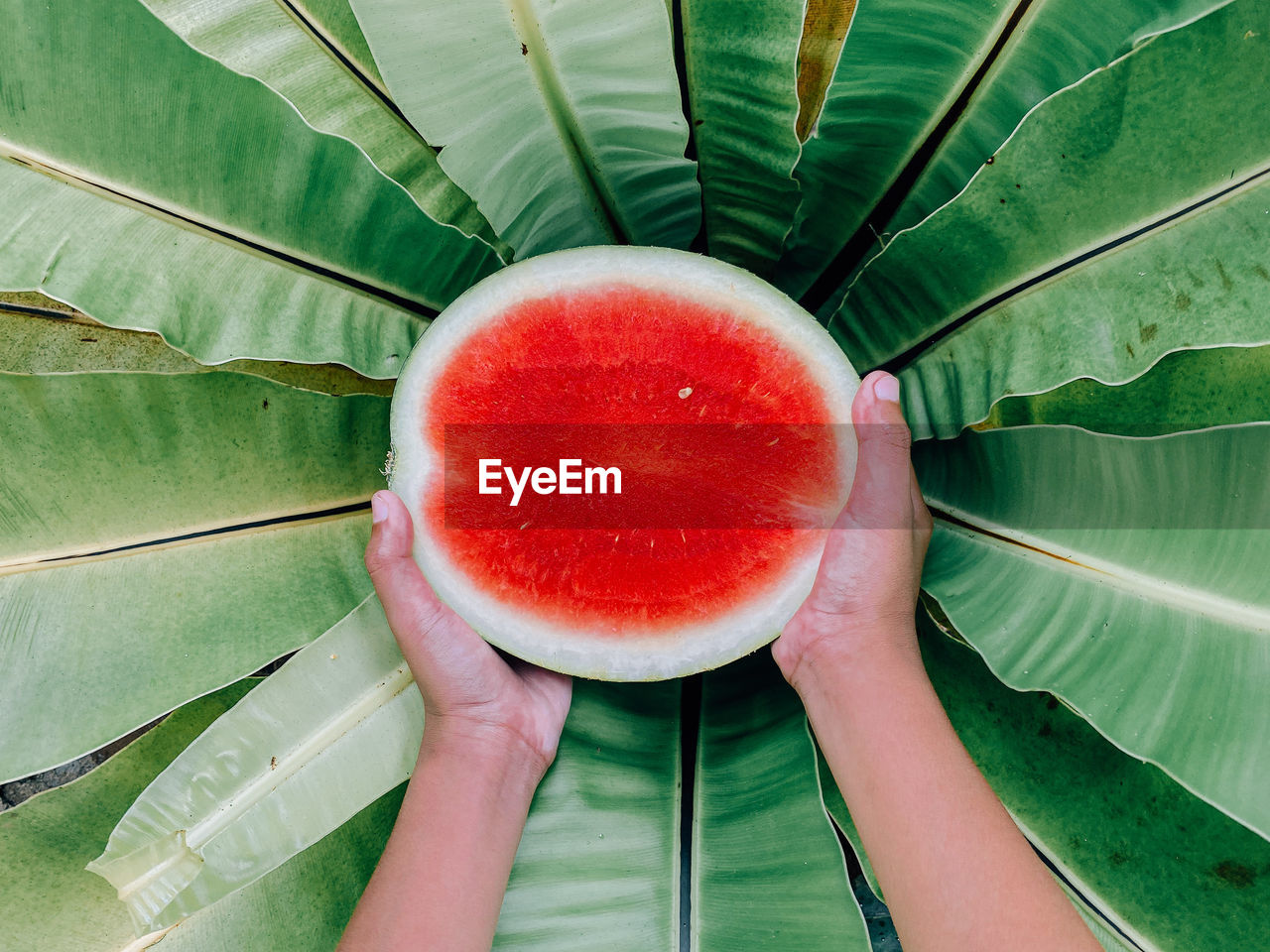 Close-up of hand holding watermelon