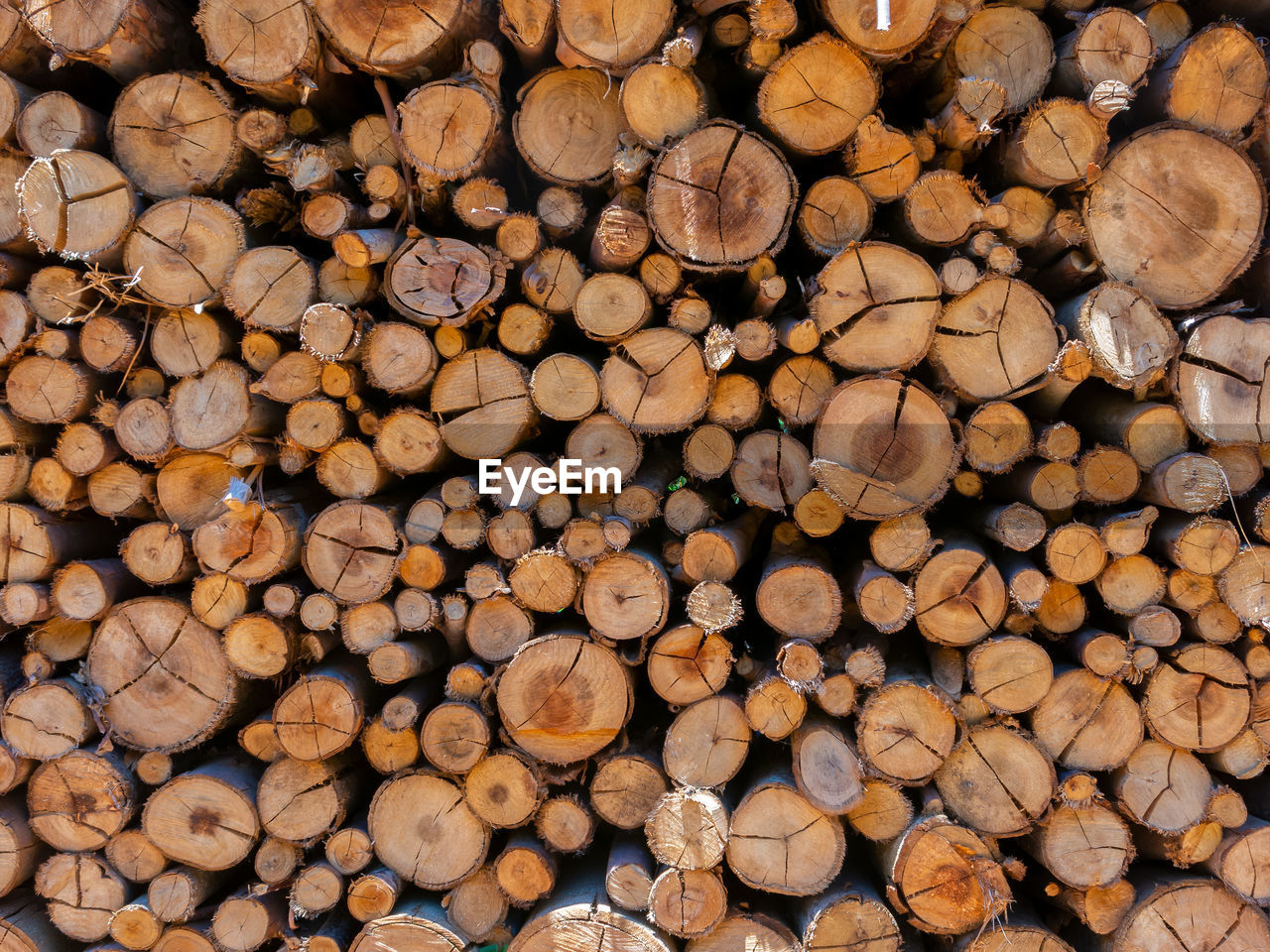 FULL FRAME SHOT OF LOGS IN THE FOREST