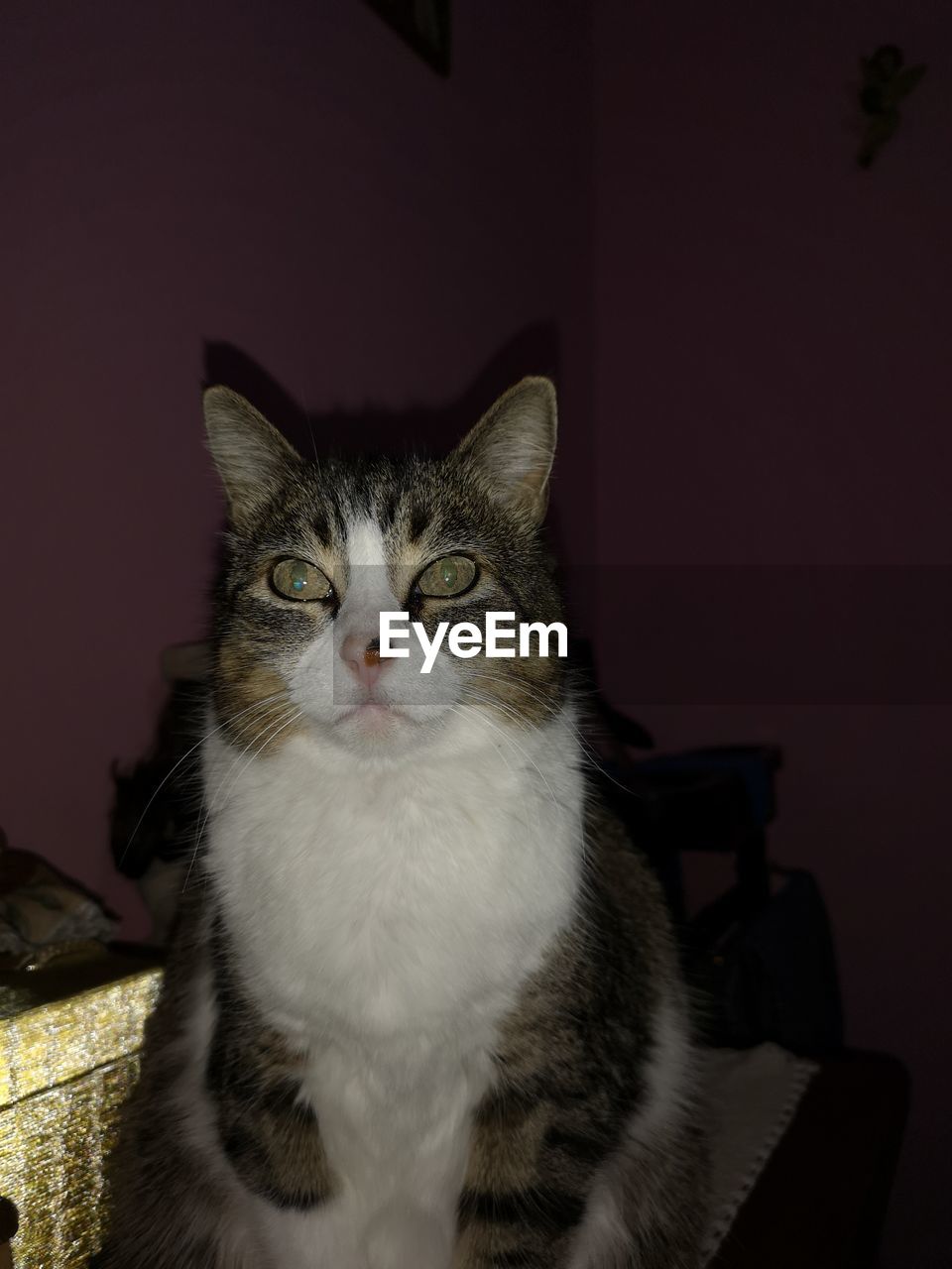 PORTRAIT OF CAT SITTING ON SOFA AT HOME