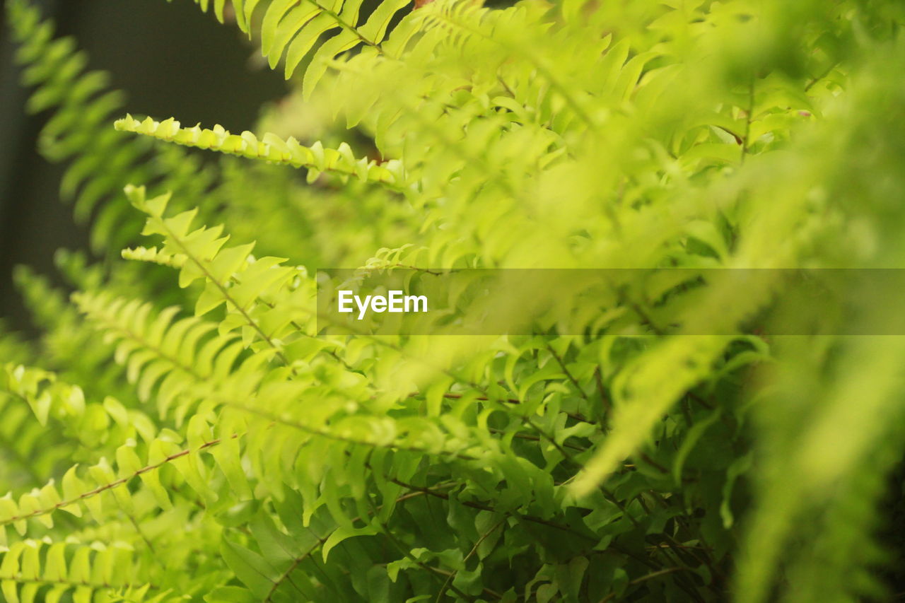 Close-up of fresh green leaves