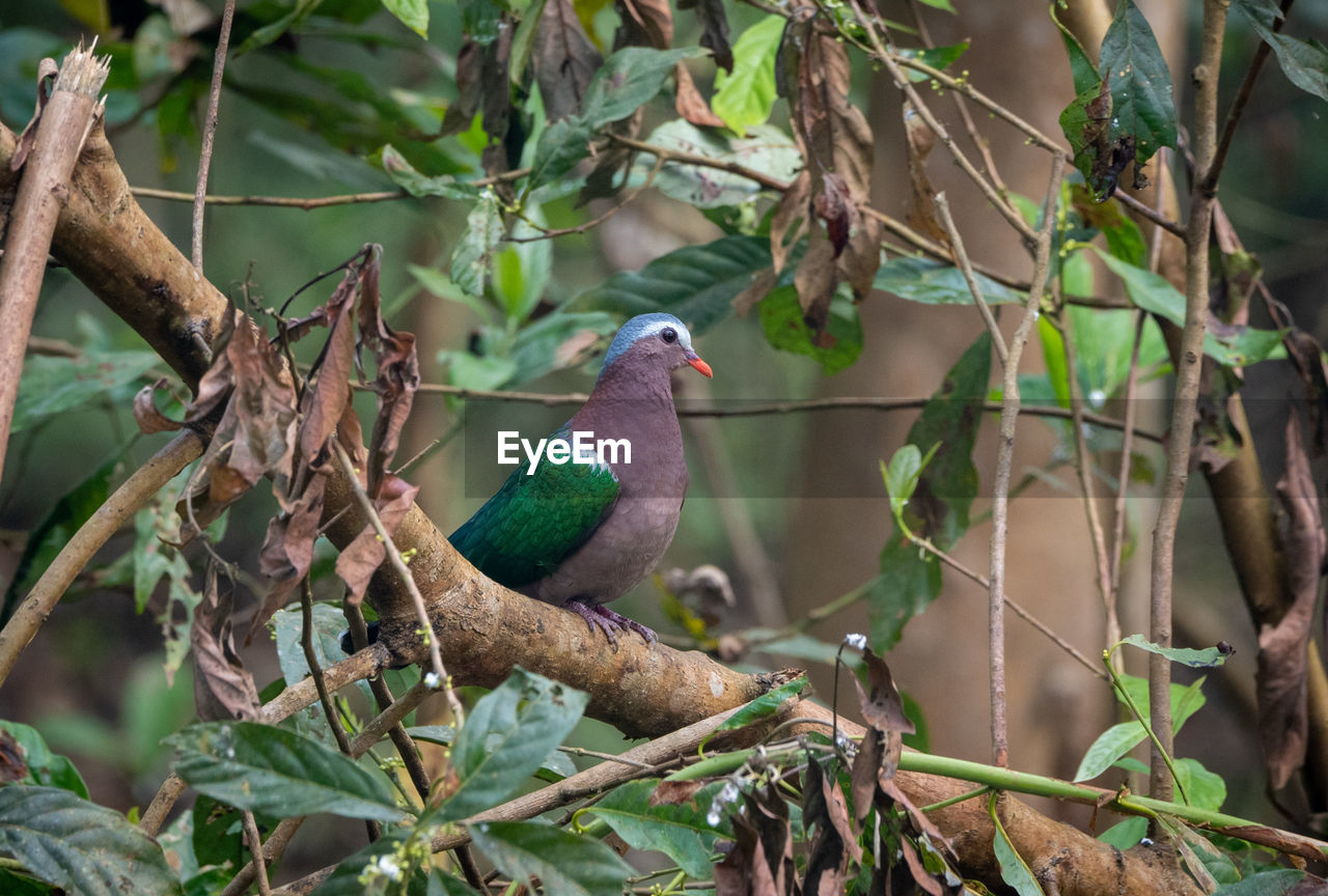 VIEW OF BIRD PERCHING ON BRANCH