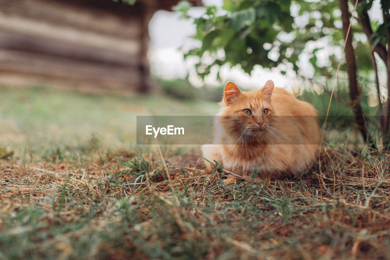 PORTRAIT OF CAT SITTING ON FIELD