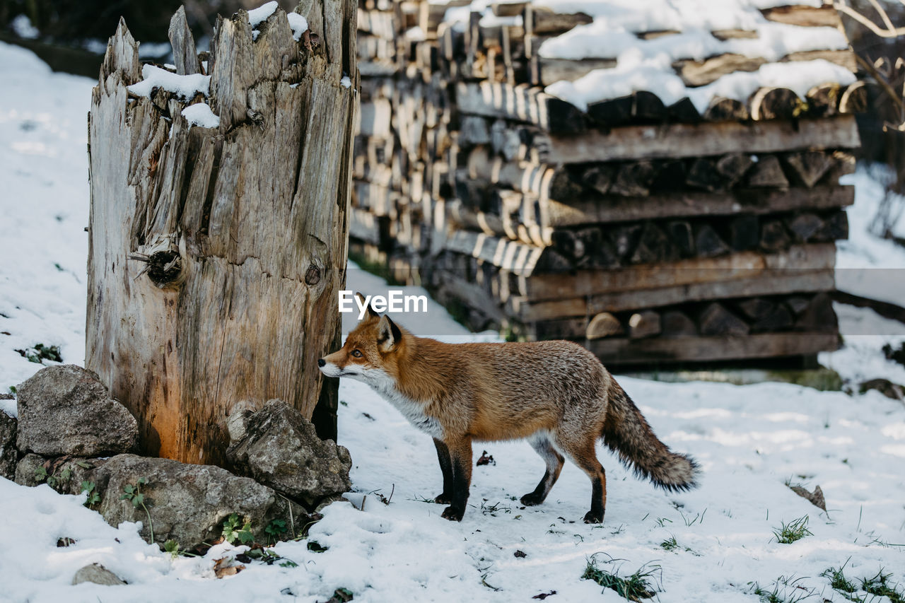 Portrait of red fox on snow