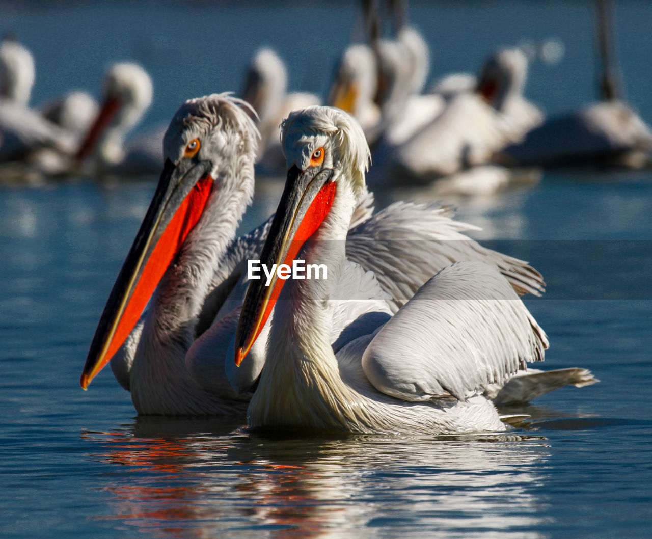 Pelecanus crispus swimming in the lake 