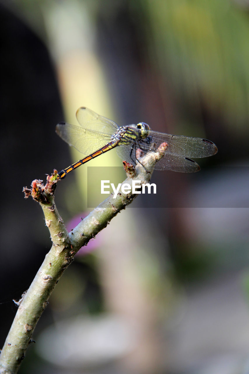 Dragonflies that eat others front look