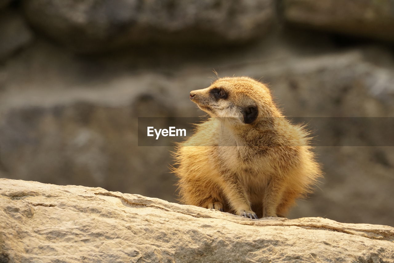 Close-up of a squirrel looking away