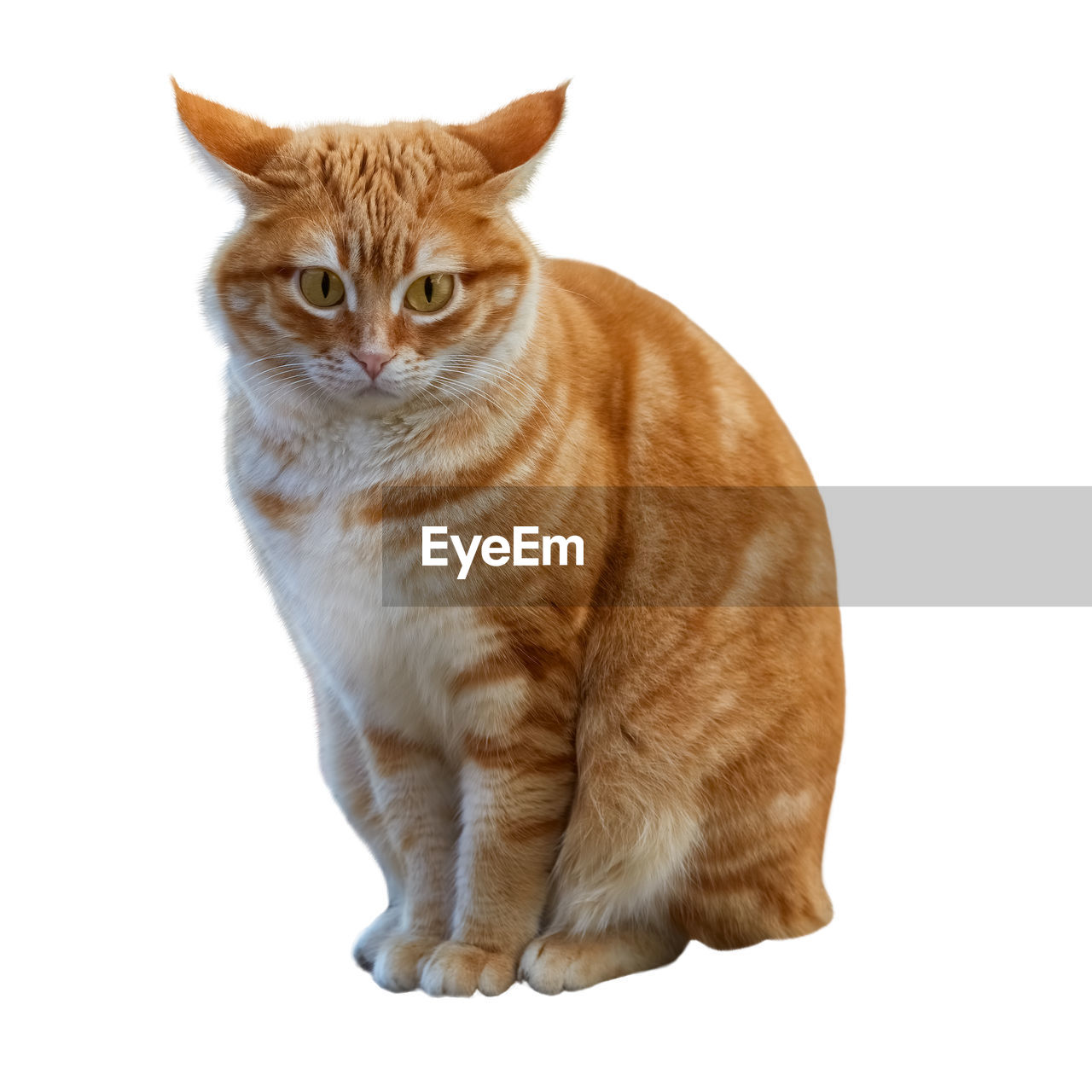 animal, animal themes, cat, pet, domestic animals, mammal, domestic cat, feline, one animal, white background, cut out, portrait, studio shot, whiskers, sitting, looking at camera, tabby cat, cute, felidae, no people, looking, indoors, full length, small to medium-sized cats, brown, animal body part, carnivore