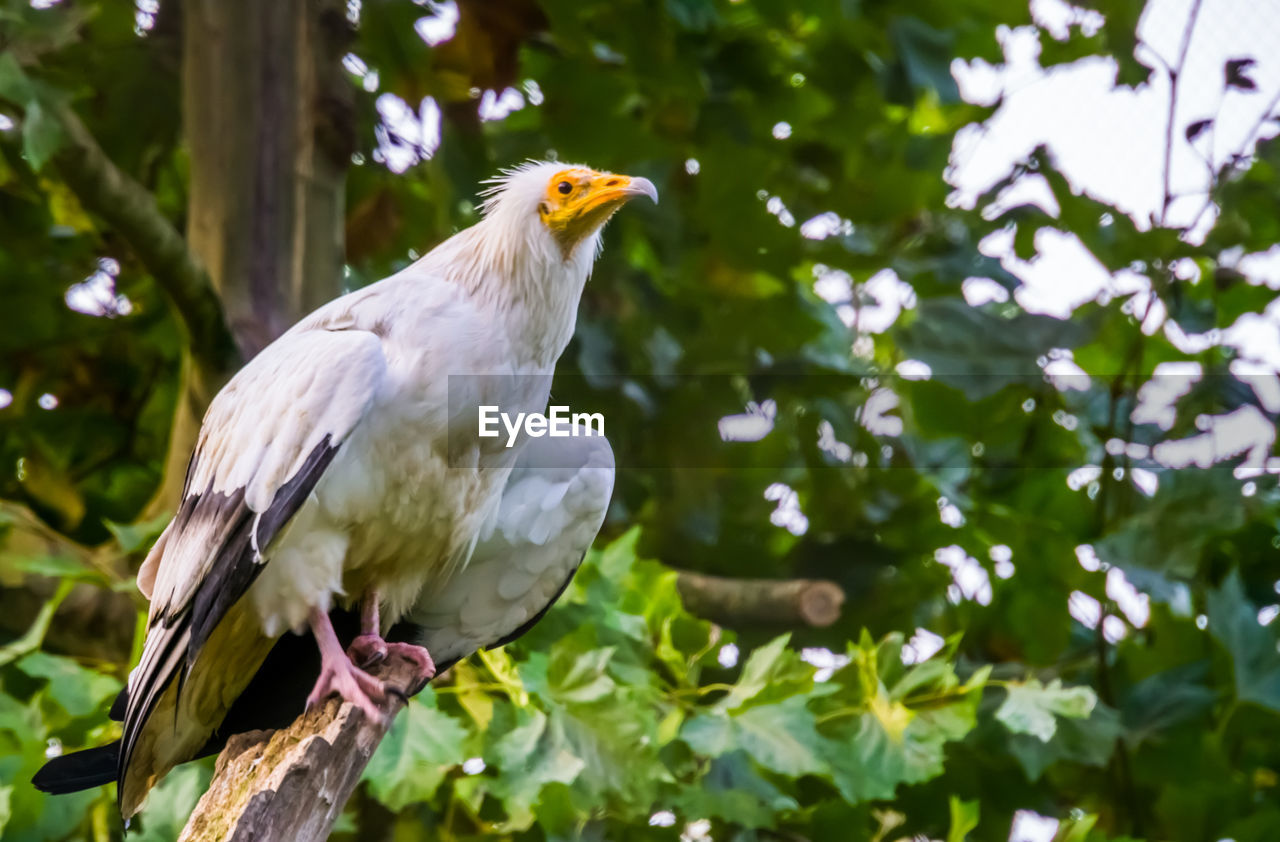 LOW ANGLE VIEW OF EAGLE PERCHING ON BRANCH