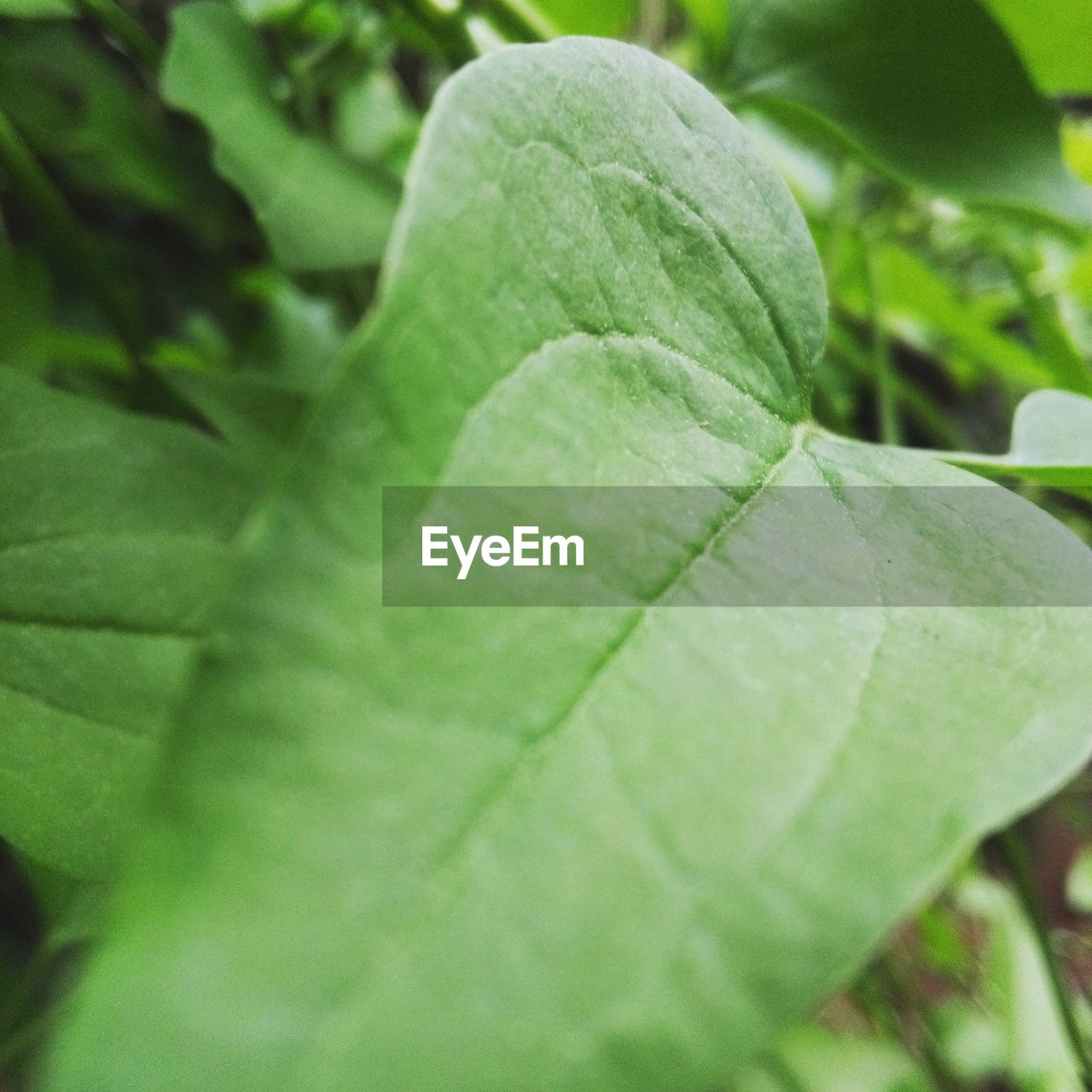 CLOSE-UP OF GREEN SNAKE