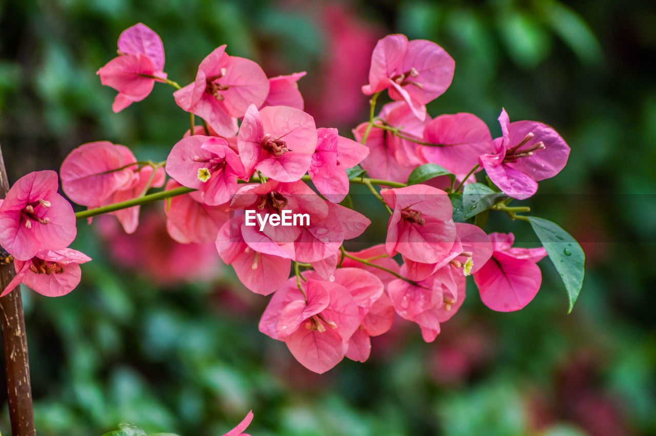 CLOSE-UP OF PINK FLOWERING PLANTS