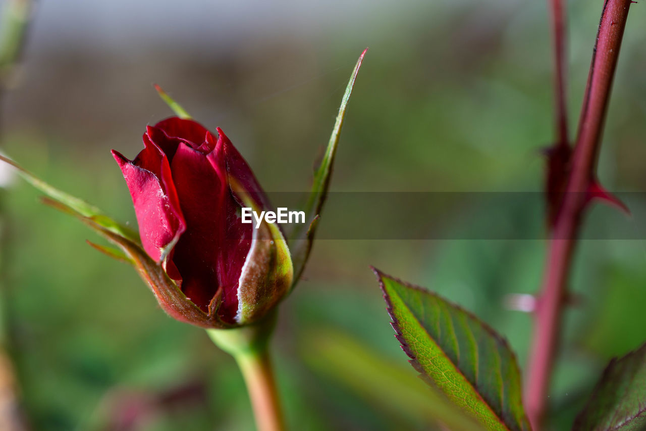 Close-up of red rose flower bud
