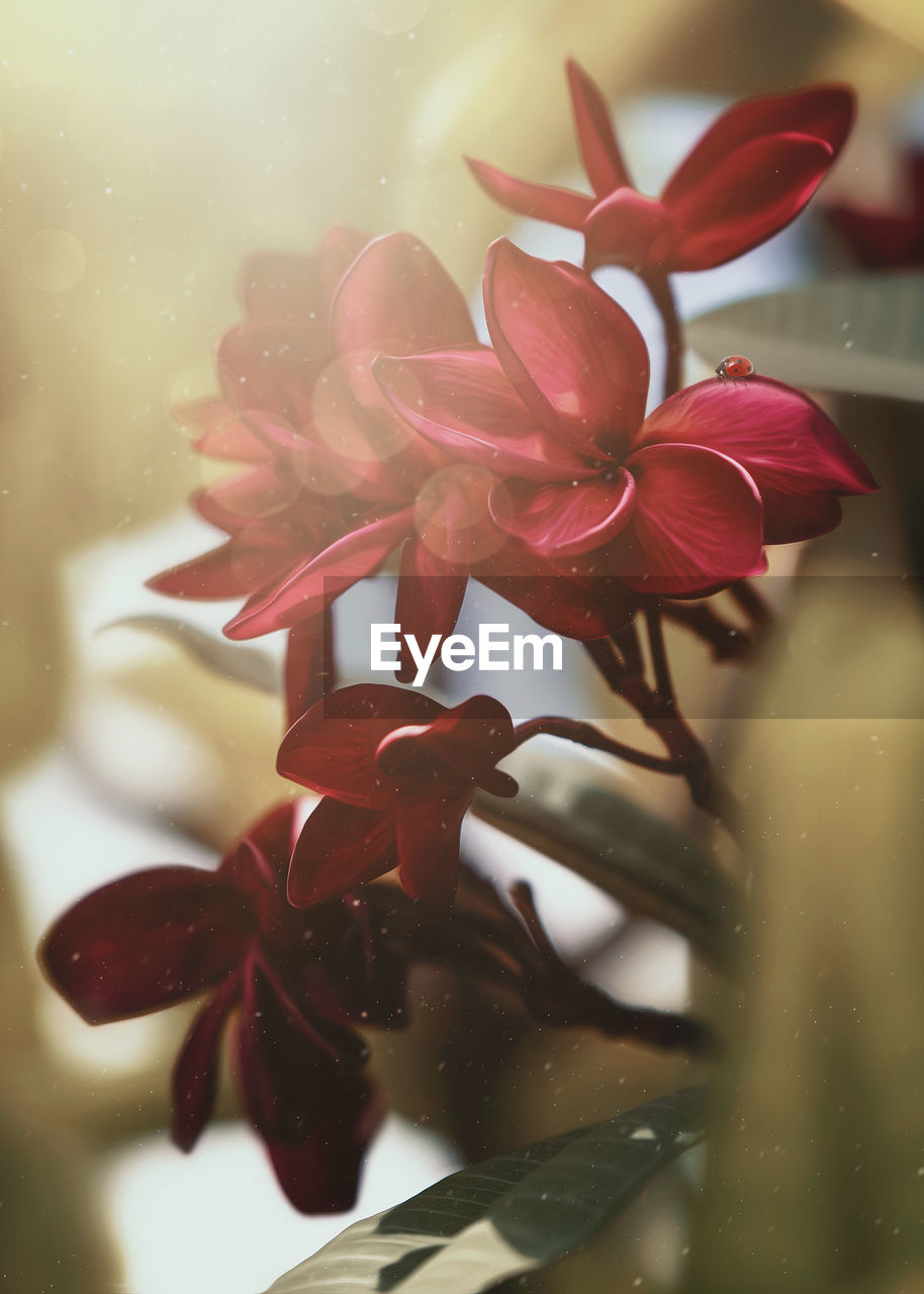 Close-up of red flowers on a tree