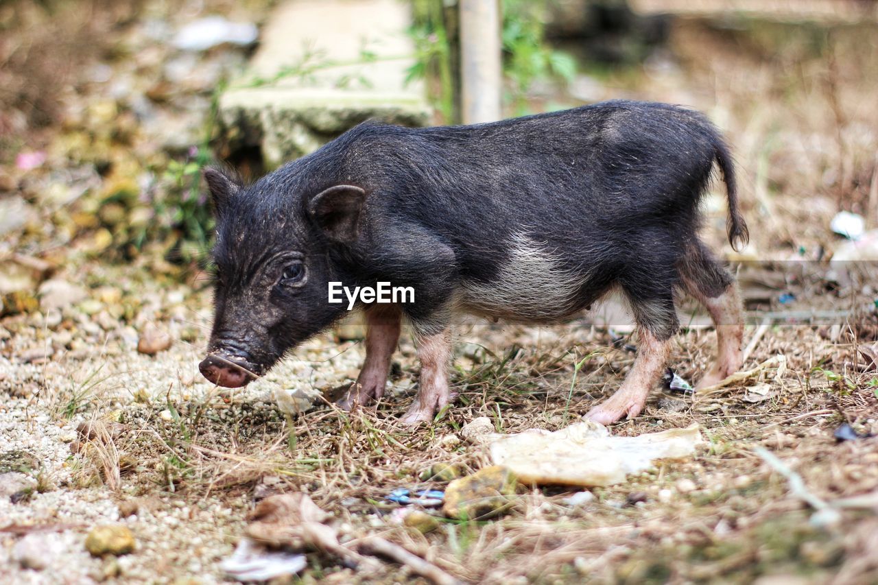 Black pig lying on land