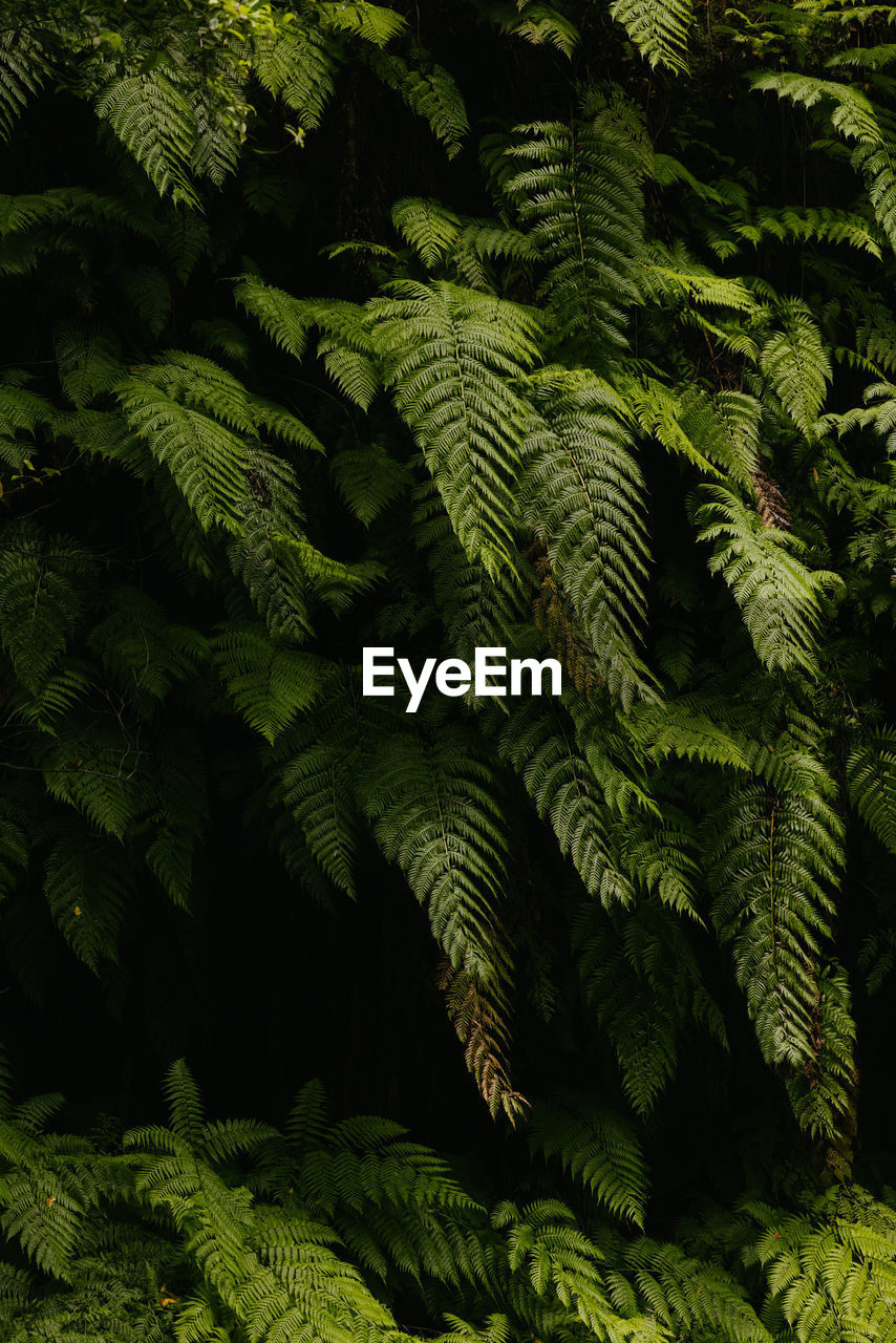 ferns and horsetails, plant, green, vegetation, leaf, fern, plant part, tree, nature, forest, beauty in nature, jungle, rainforest, growth, no people, foliage, lush foliage, backgrounds, land, branch, outdoors, tranquility, full frame, day, environment, old-growth forest, frond, close-up, natural environment