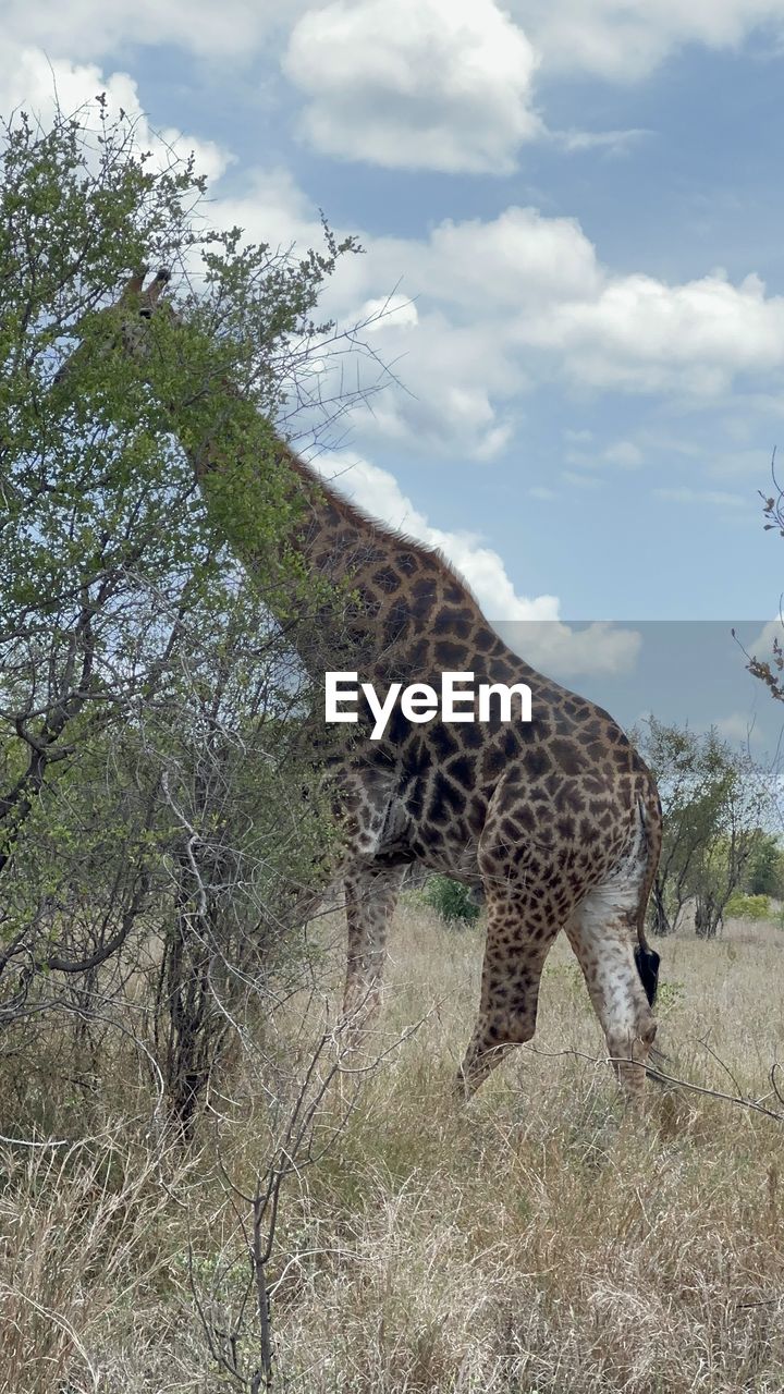 animal, animal themes, animal wildlife, mammal, wildlife, one animal, tree, nature, feline, plant, no people, big cat, cat, safari, day, sky, leopard, outdoors, low angle view, cloud, carnivora, tourism, spotted