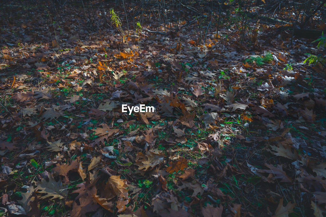 HIGH ANGLE VIEW OF DRY LEAVES ON A FIELD