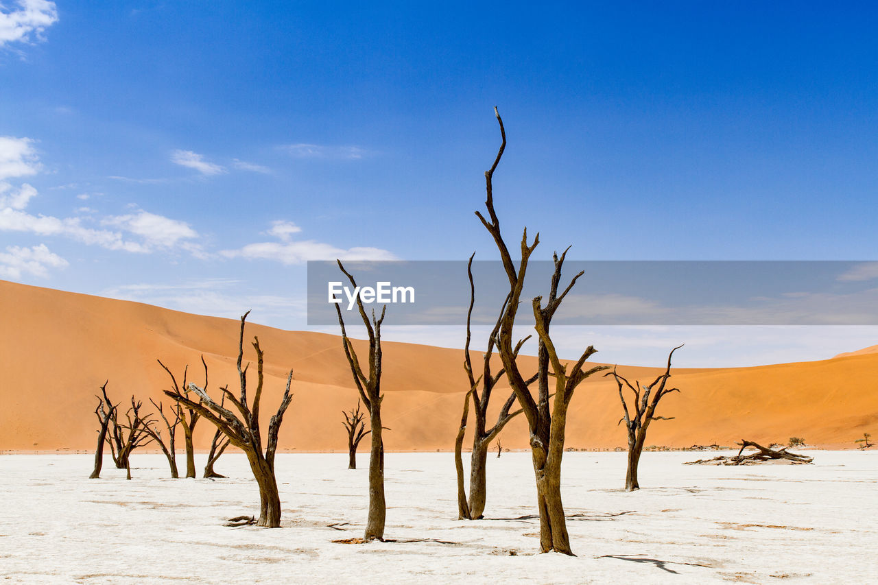 Dead trees on sand against blue sky