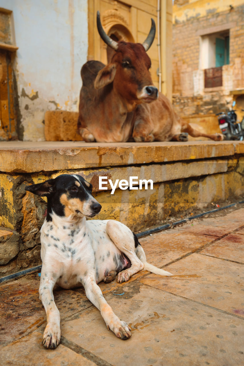 Indian cow and dog resting in the street