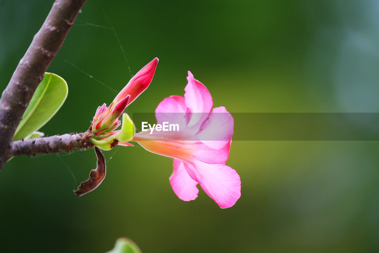 Close-up of pink flowering plant