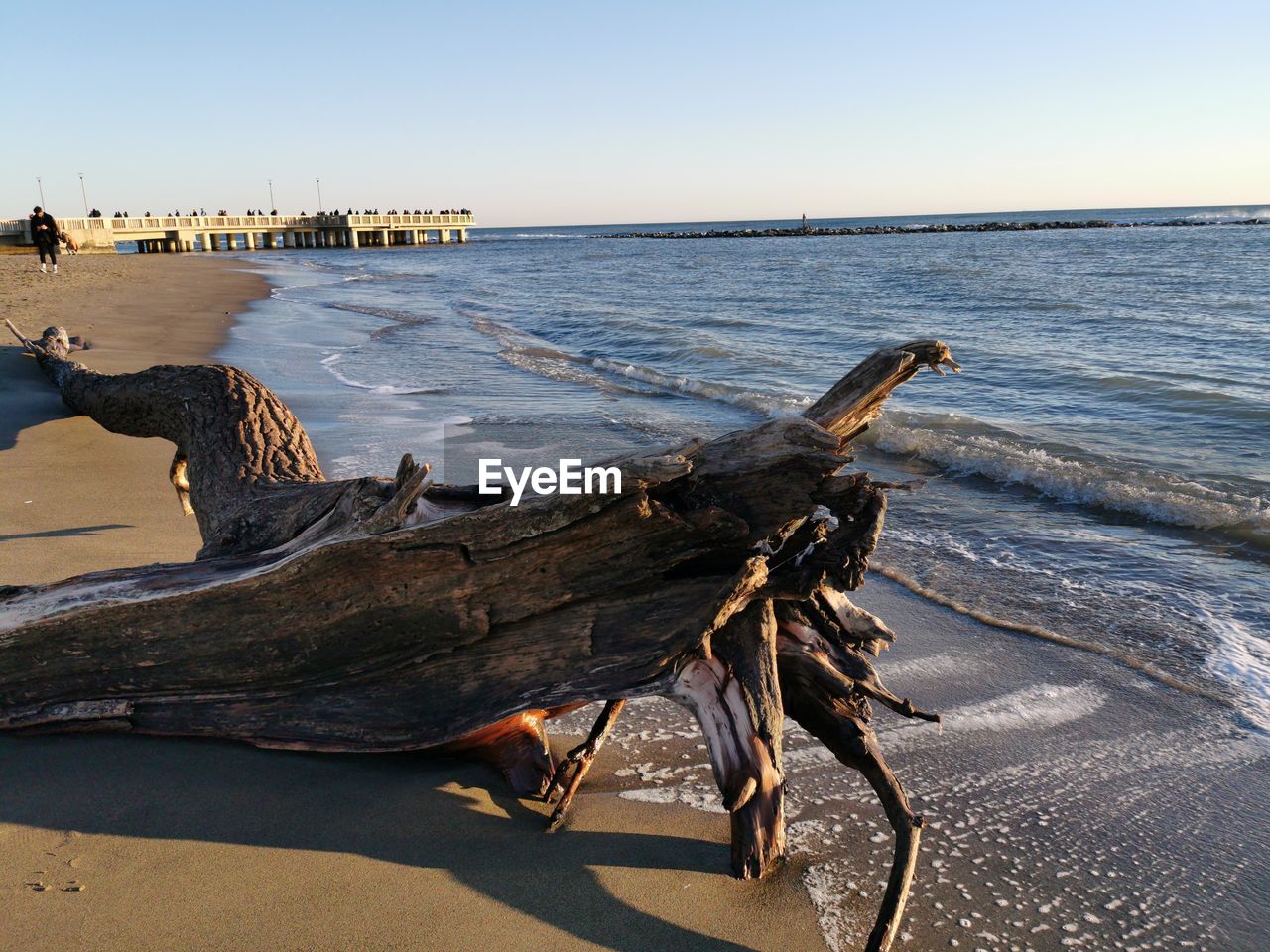 Driftwood on beach against clear sky