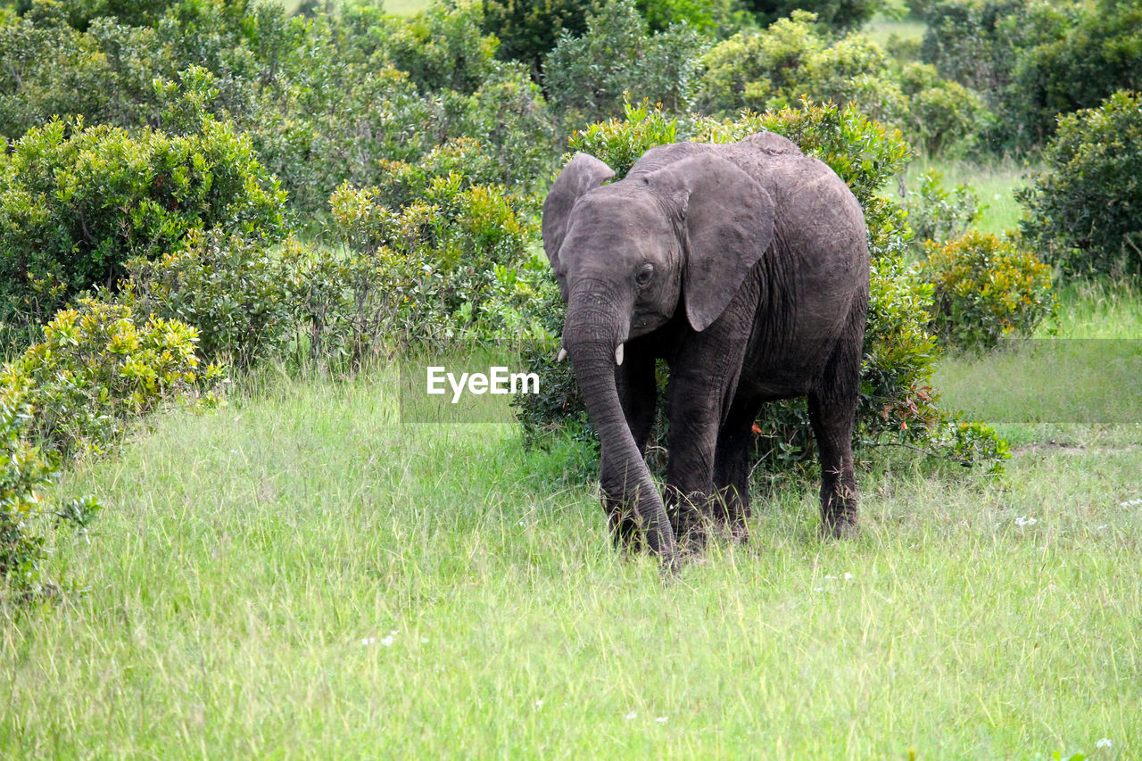 ELEPHANT IN FOREST