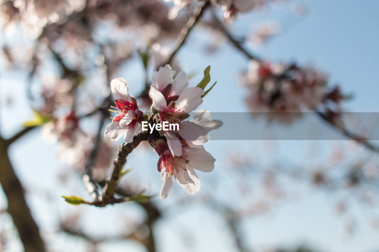 Close-up of cherry blossoms