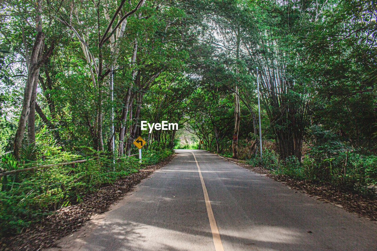 VIEW OF ROAD AMIDST TREES IN FOREST