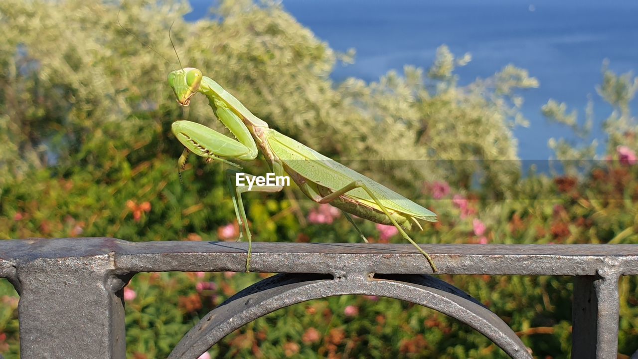 CLOSE-UP OF GRASSHOPPER ON A FENCE