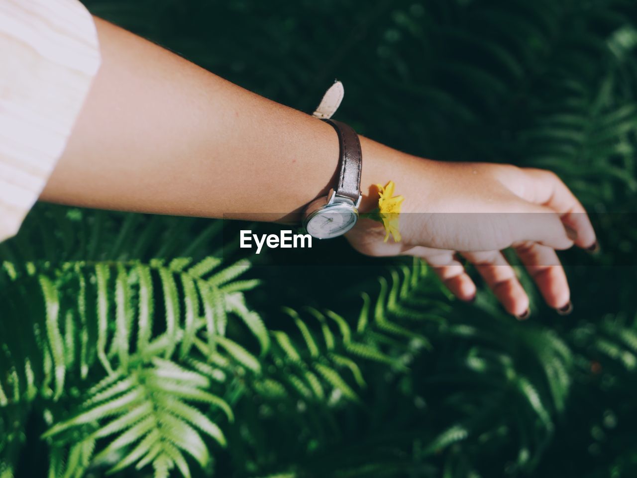 Cropped image of woman hand with yellow flower against plant