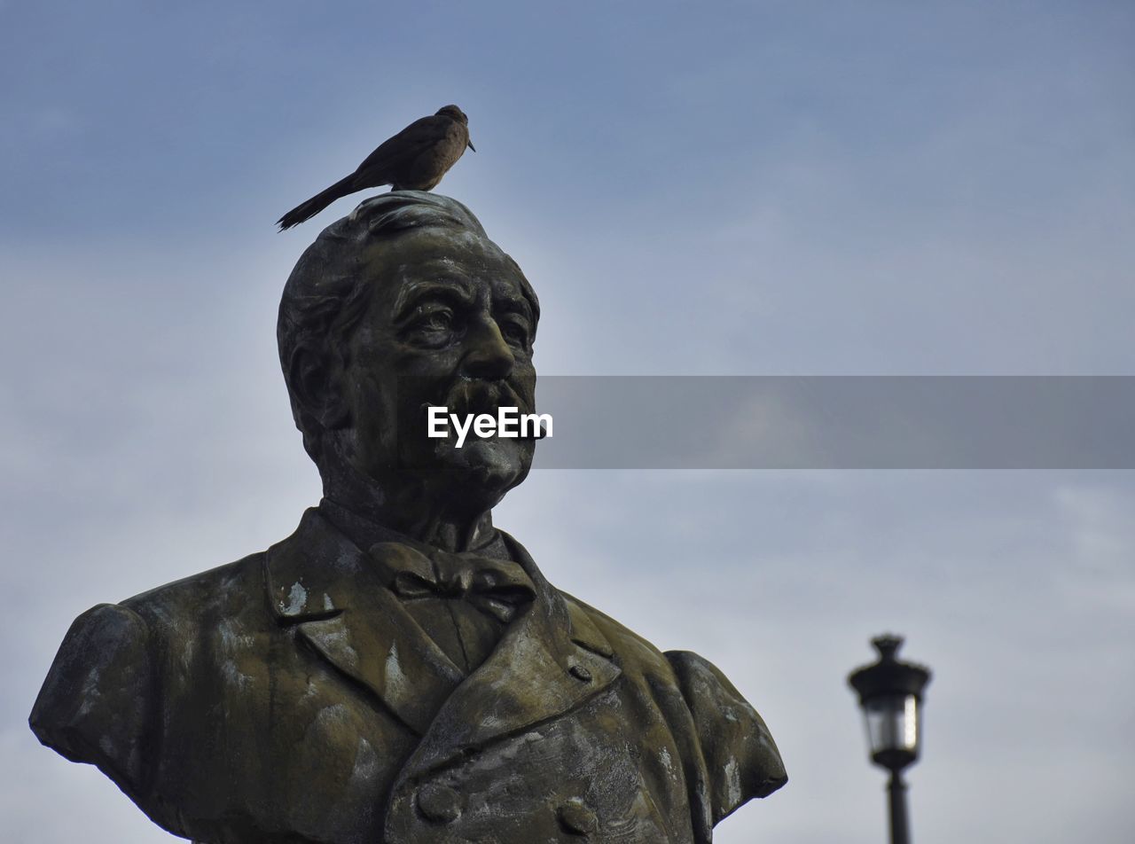 Bird standing on a bust