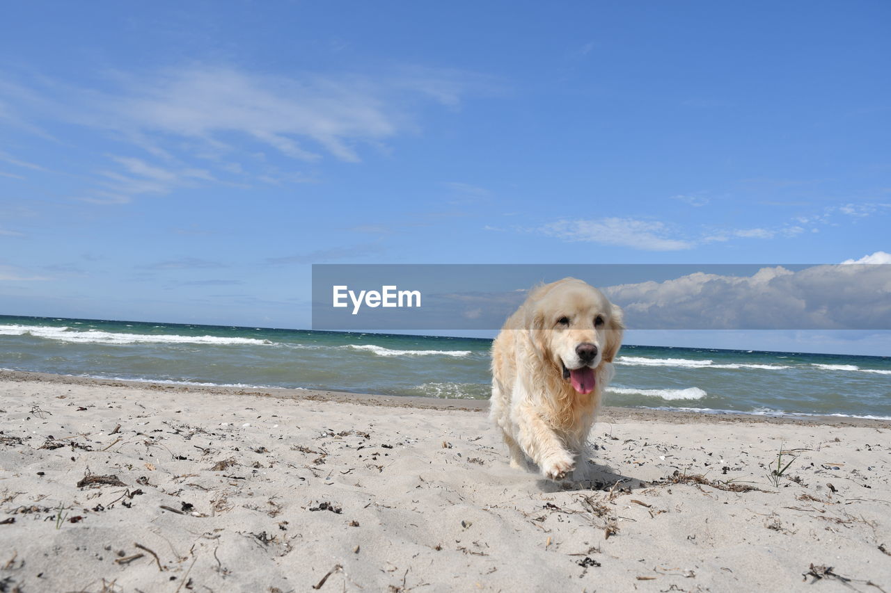 DOG LYING ON BEACH