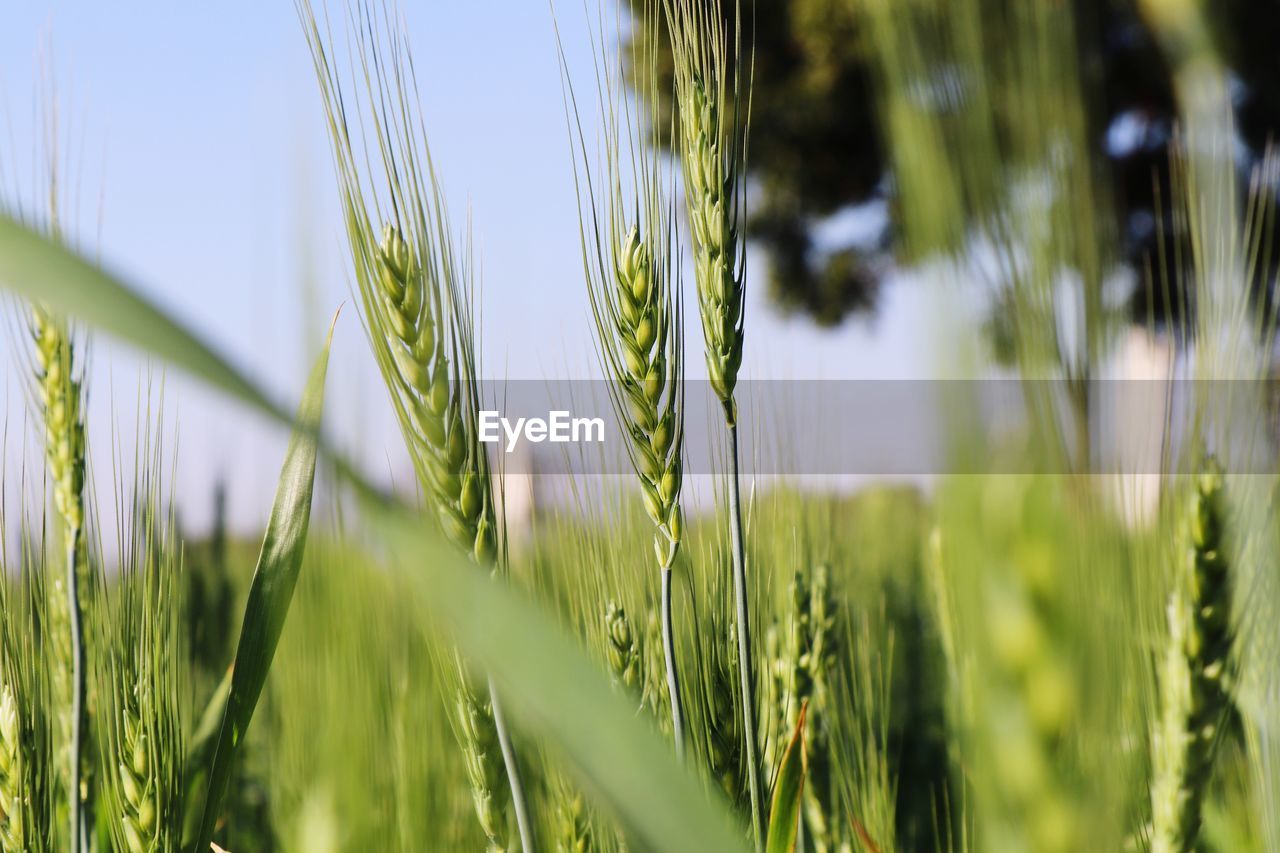 Close-up of wheat growing on field against sky