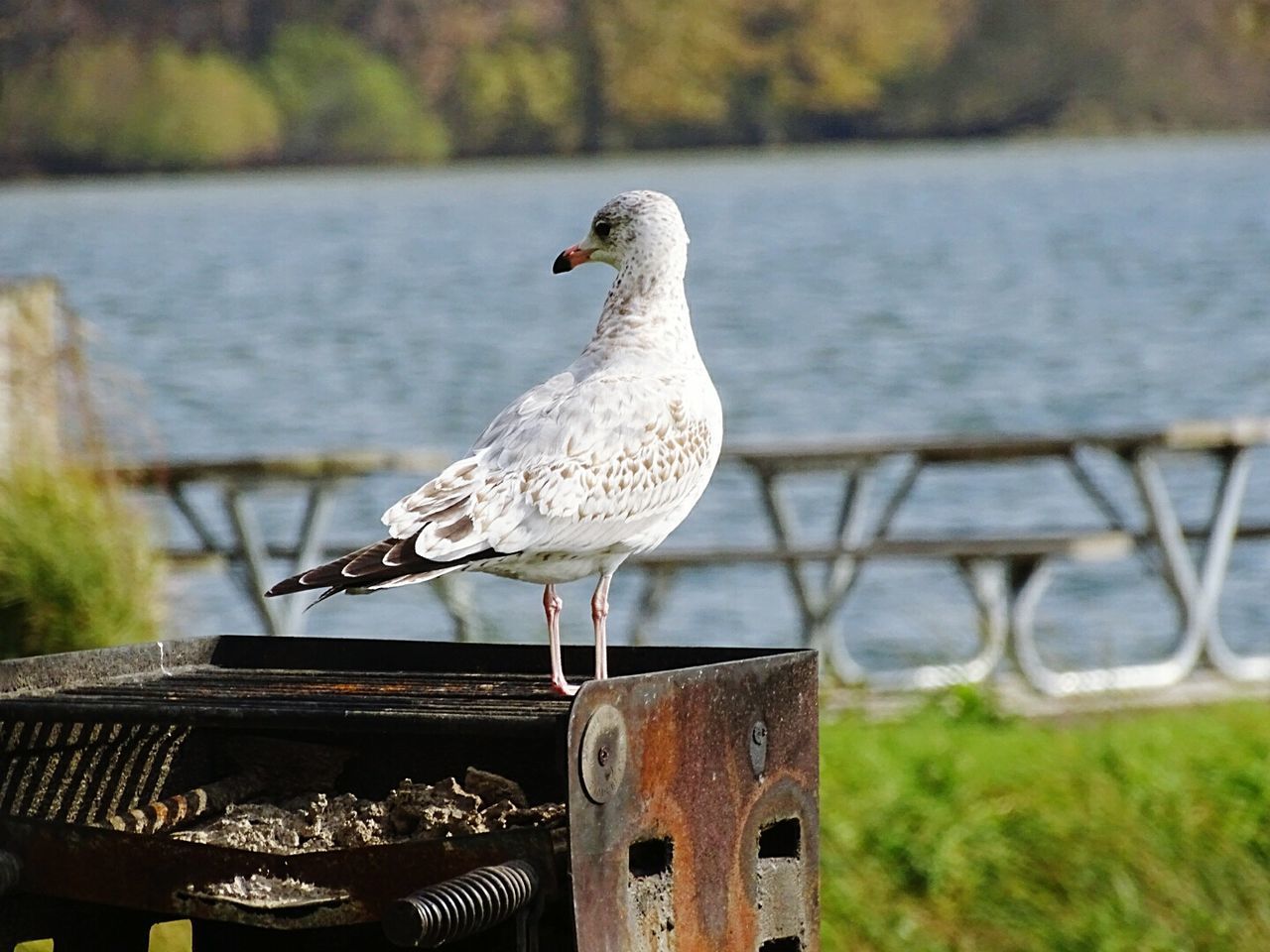 Seagull perching on barbecue grill at lakeshore