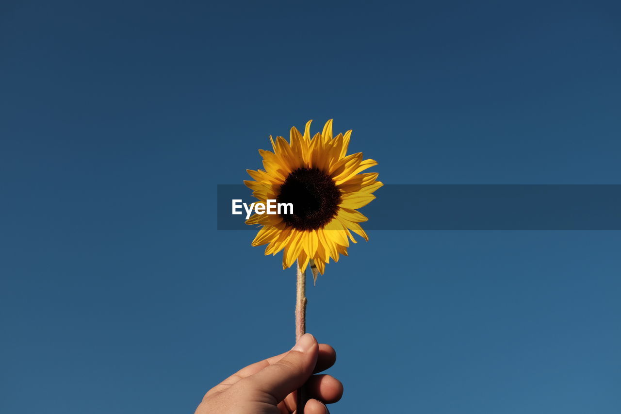 Cropped hand holding sunflower against clear blue sky