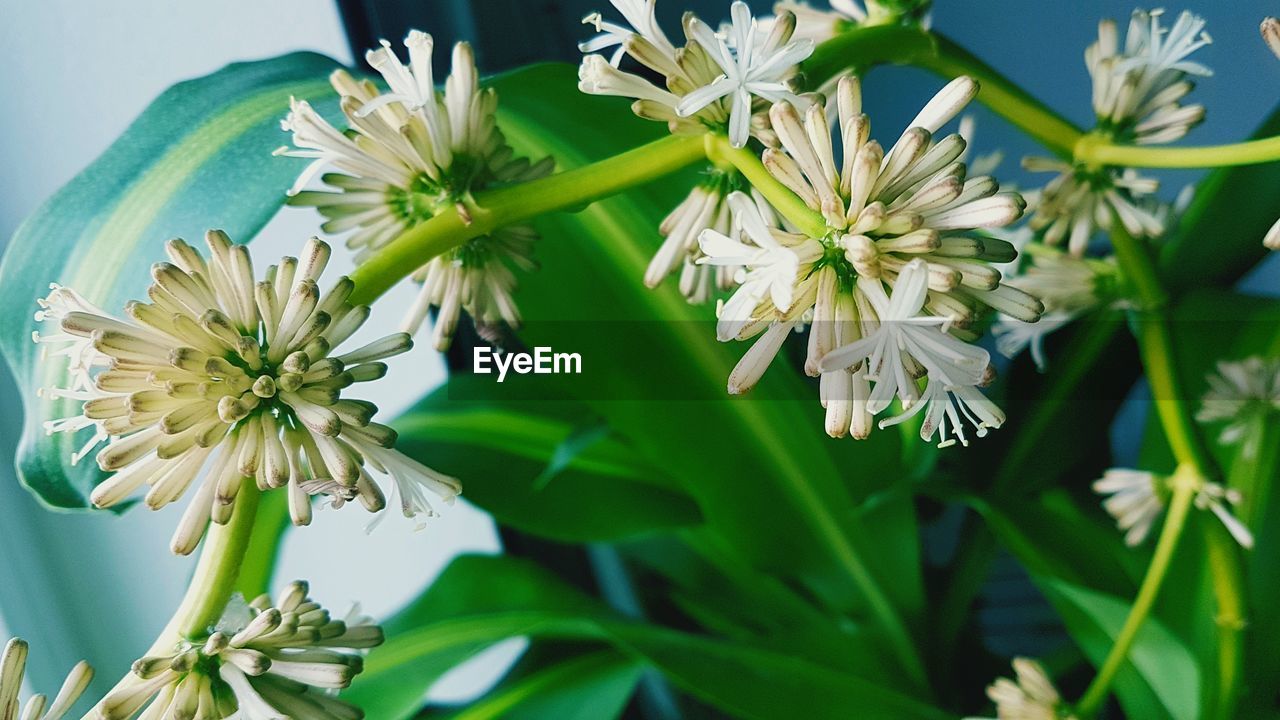 Close-up of white flowering plant