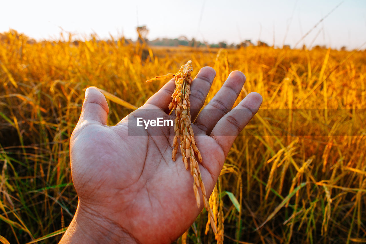 Midsection of person hand on field against sky