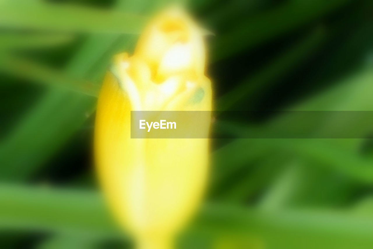 CLOSE-UP OF YELLOW FLOWERS BLOOMING OUTDOORS