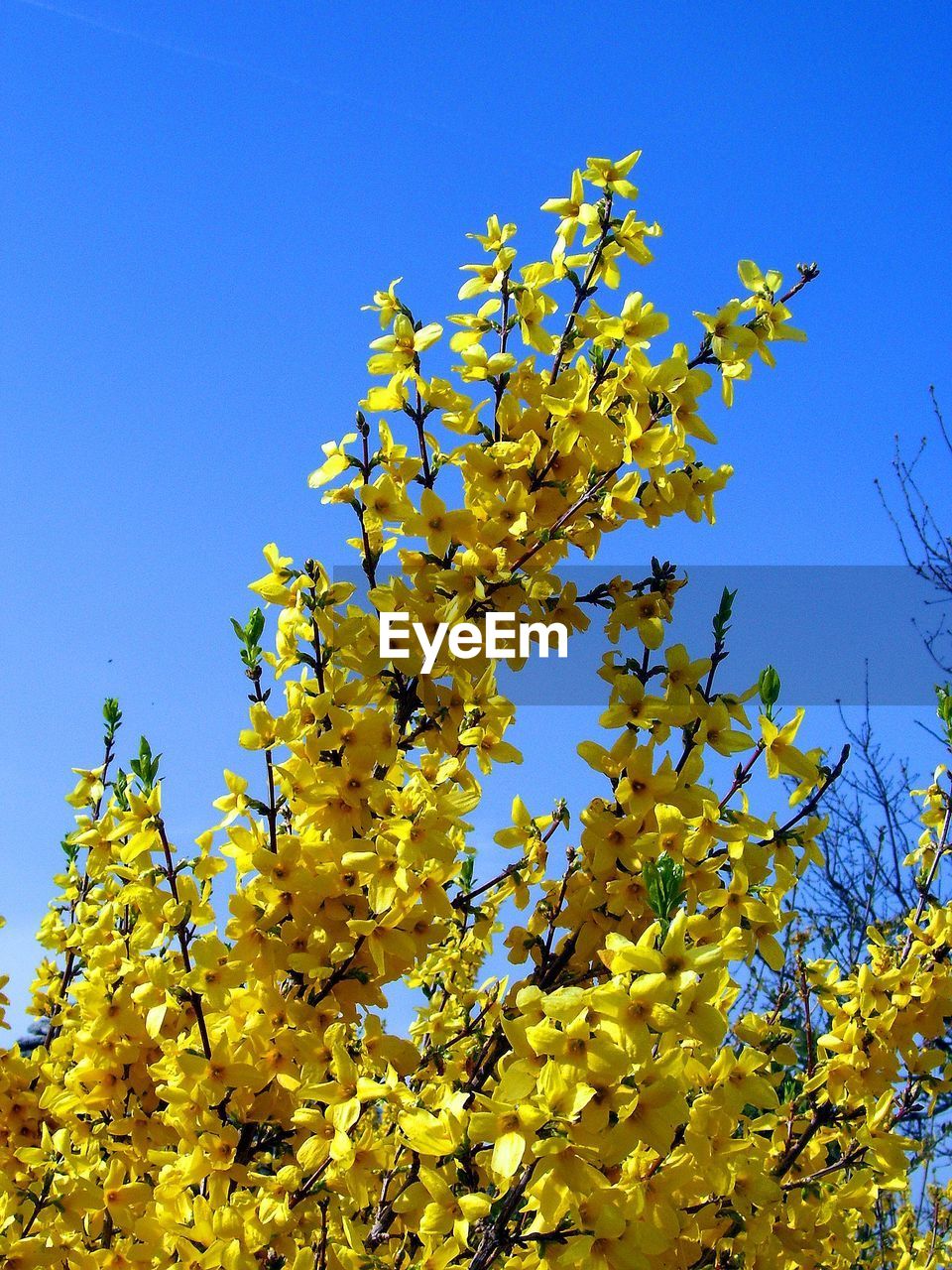 LOW ANGLE VIEW OF YELLOW TREE