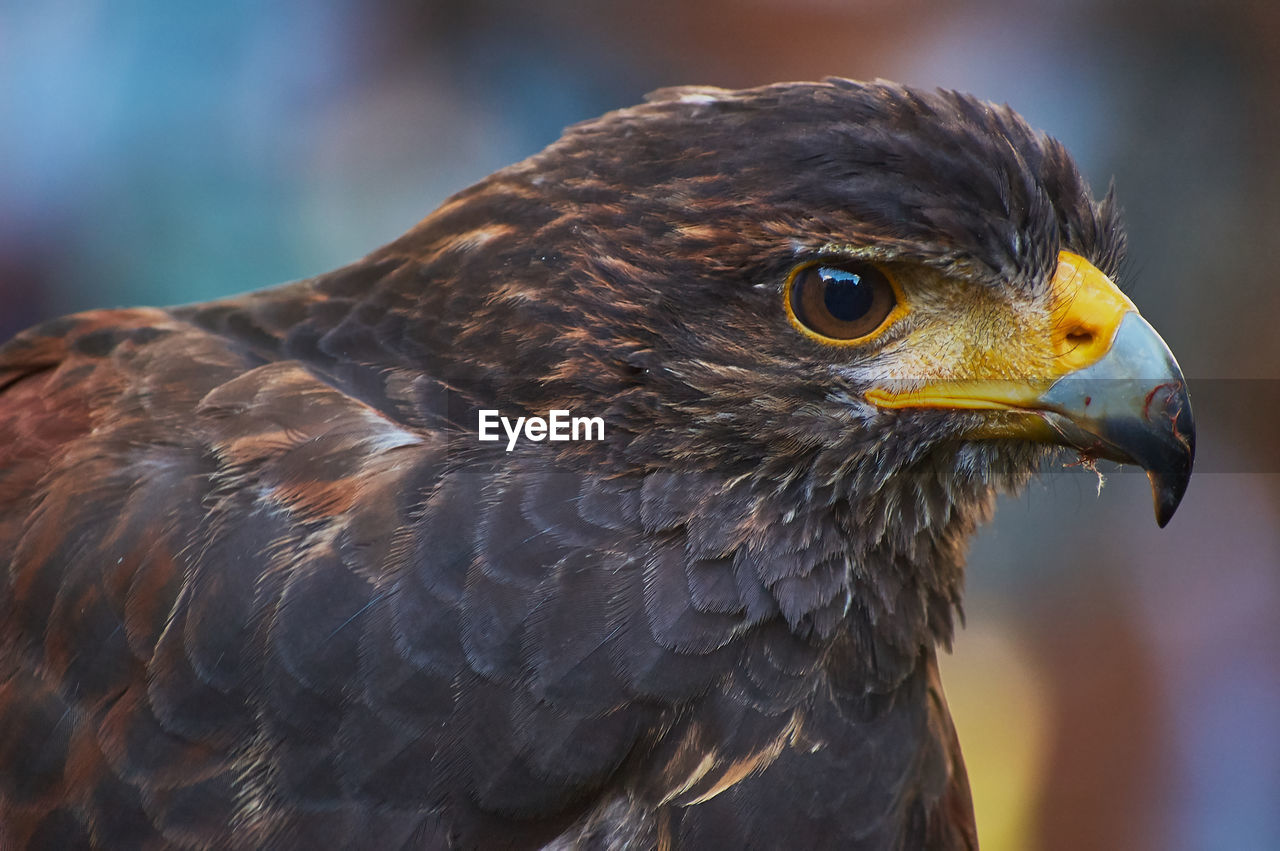 Close-up of a bird