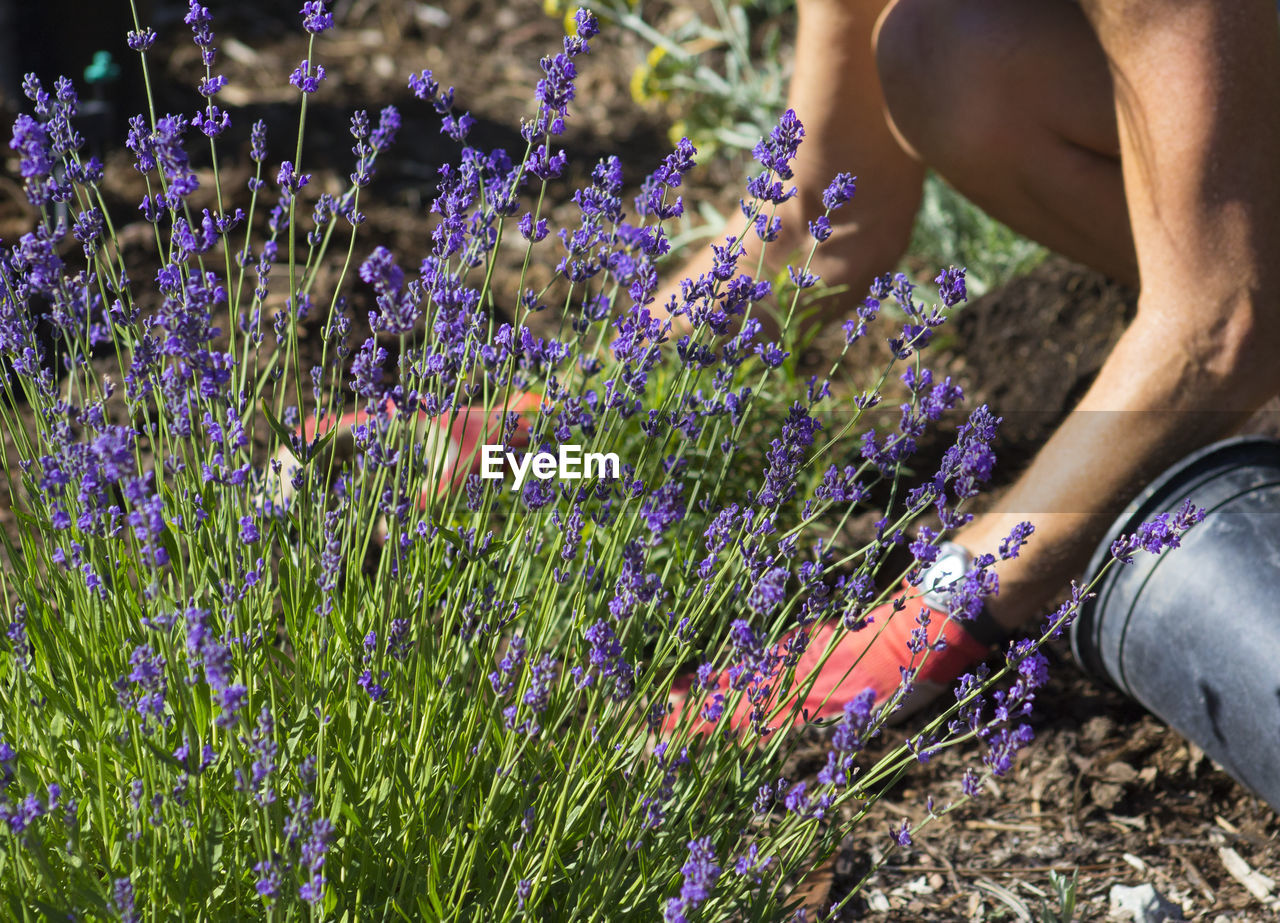 Cropped image of man gardening at back yard