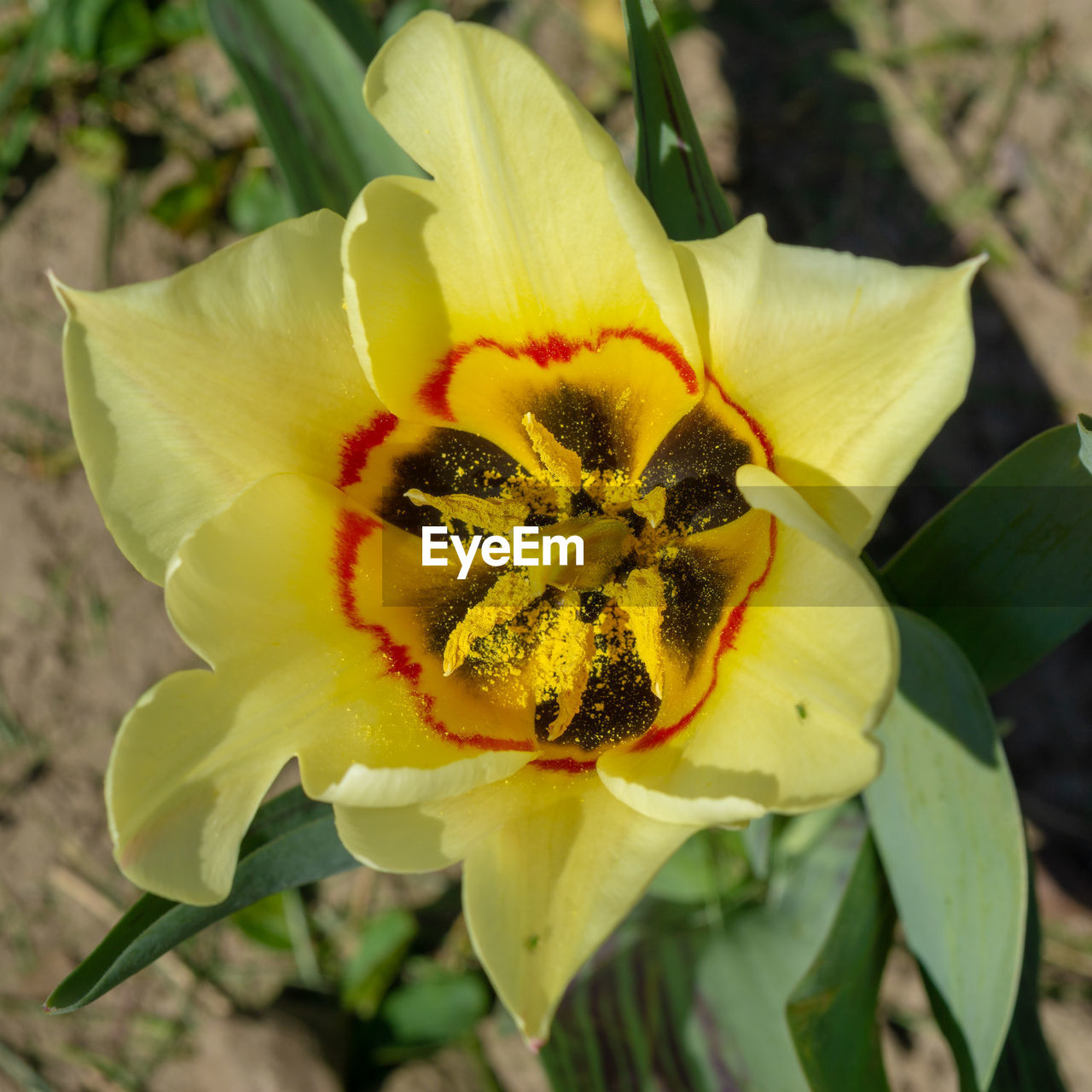 CLOSE-UP OF YELLOW FLOWERING PLANTS