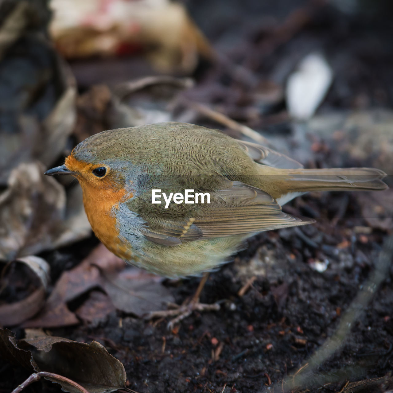 animal themes, animal, bird, animal wildlife, nature, wildlife, beak, one animal, robin, no people, close-up, full length, outdoors, food, focus on foreground, day, eating